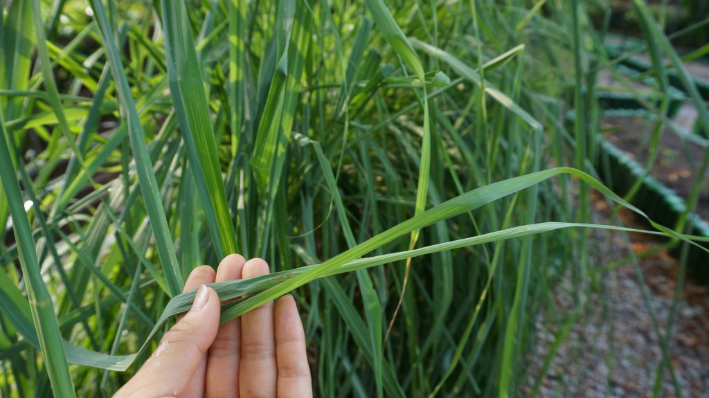 這張圖片的 alt 屬性值為空，它的檔案名稱為 dsc08006.jpg